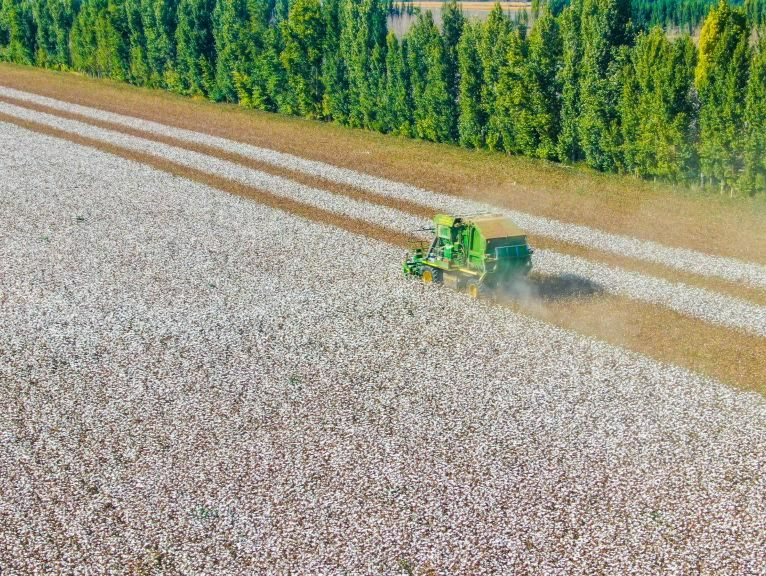 棉花主产区新疆进入机械化采收季，预计单产比去年略有增加