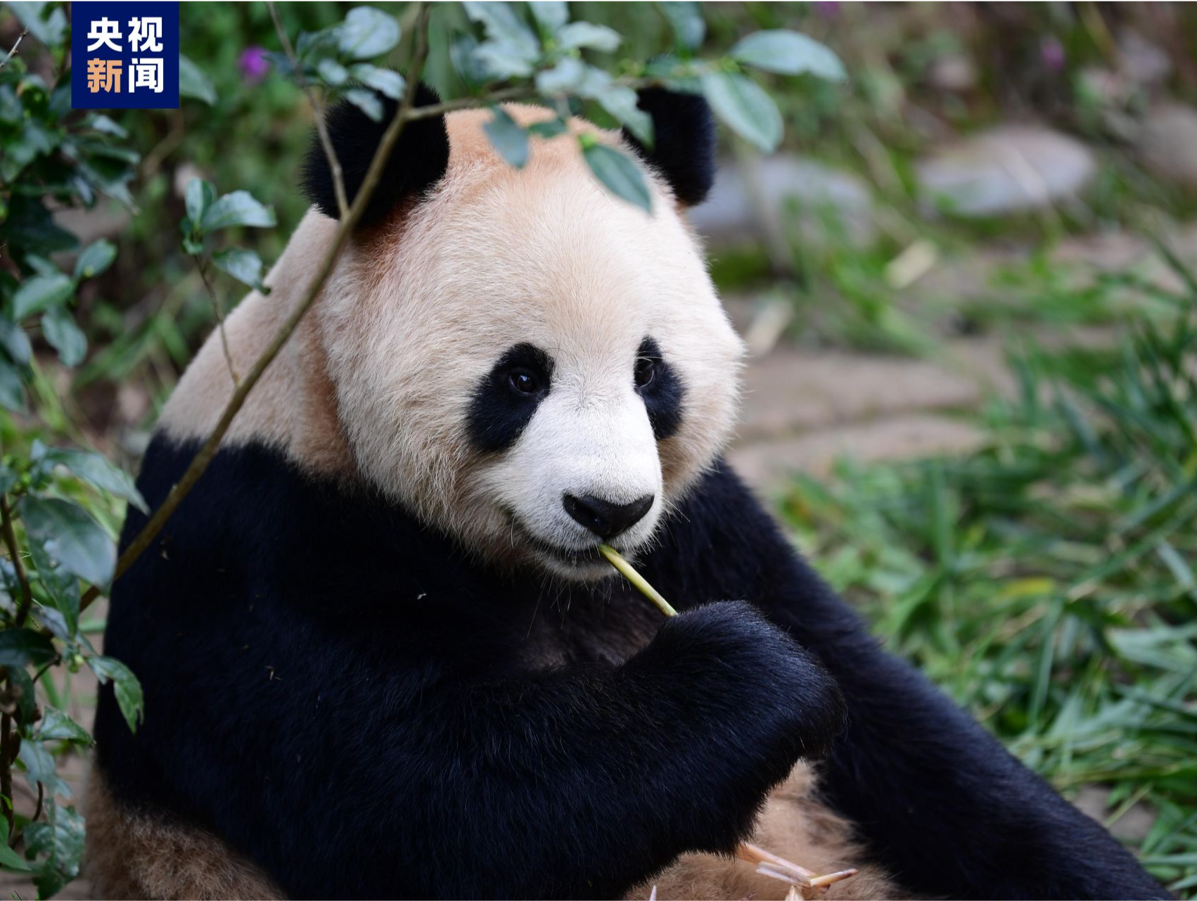 大熊猫首次旅居中东！“四海”“京京”赴卡塔尔开展保护研究合作