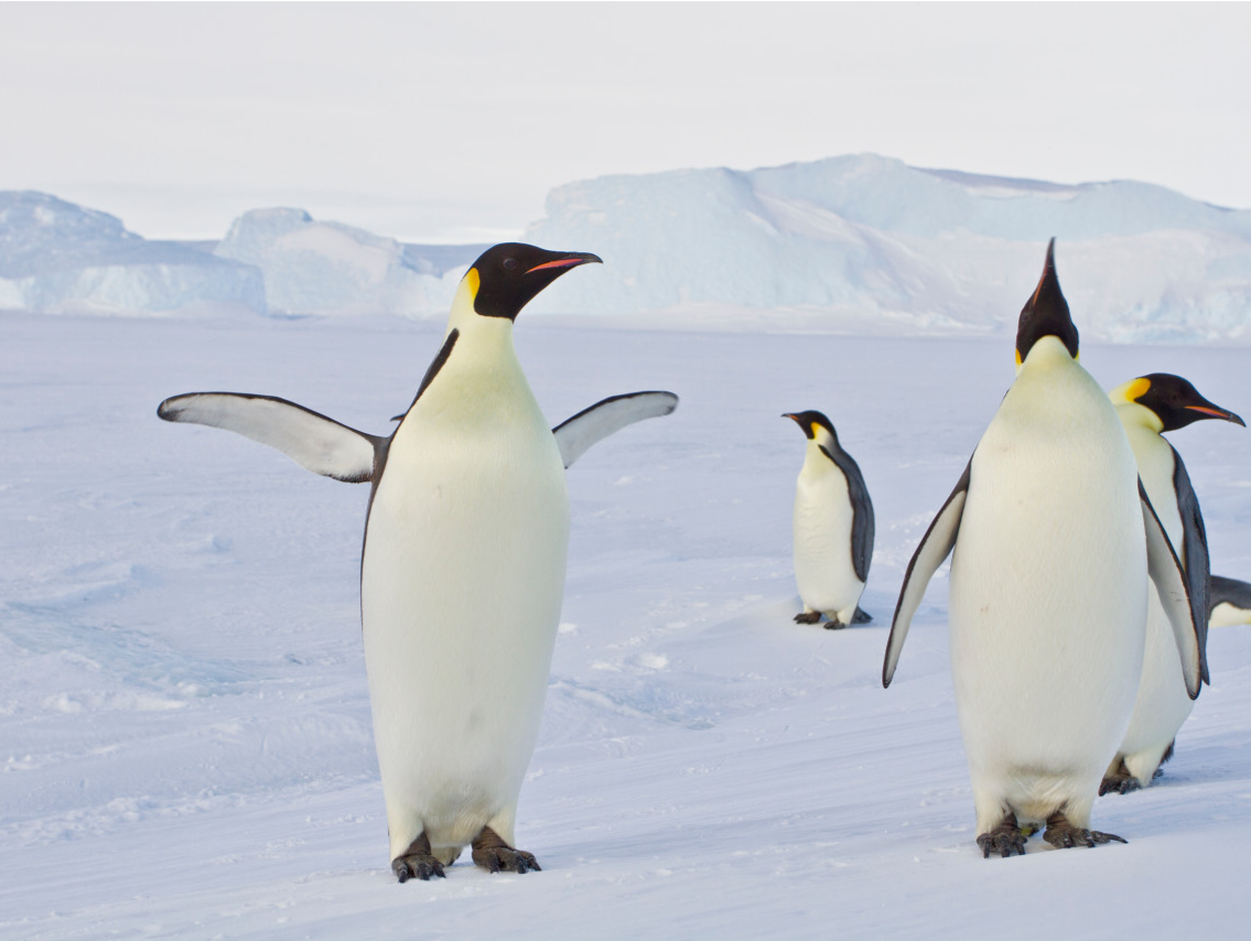 面临灭绝风险！帝企鹅已被美国列为“受威胁”物种