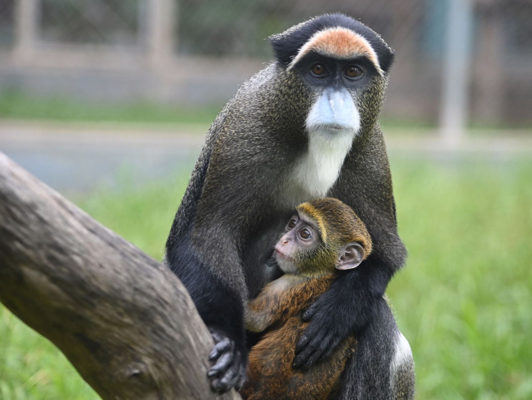 深圳野生动物园德氏长尾猴喜添第三胎猴宝宝