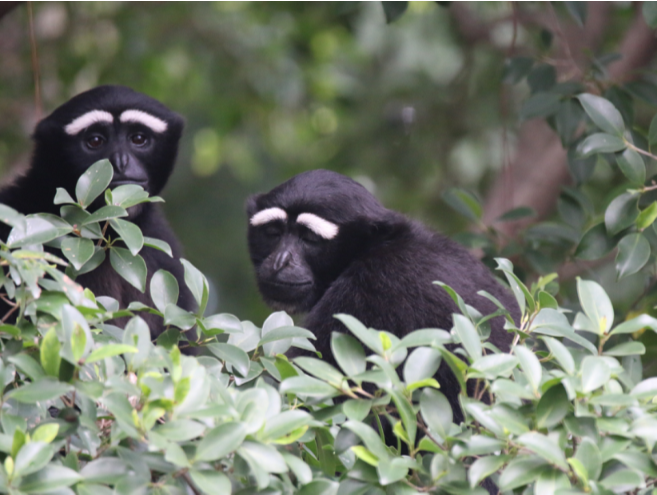 白眉毛配“娃娃脸”，广州动物园里的长臂猿反差萌十足