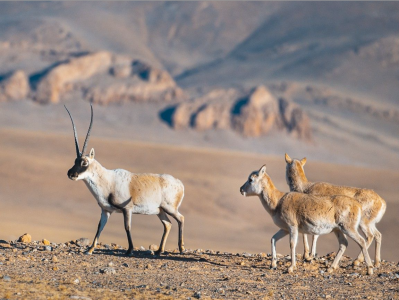 我国藏羚羊数量增至约30万只，仍需加强种群和栖息地保护