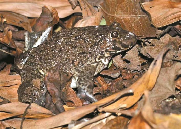 光明区首次生物多样性调查喜报频传