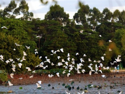 东莞道滘：白鹭成群，尽显生态美！