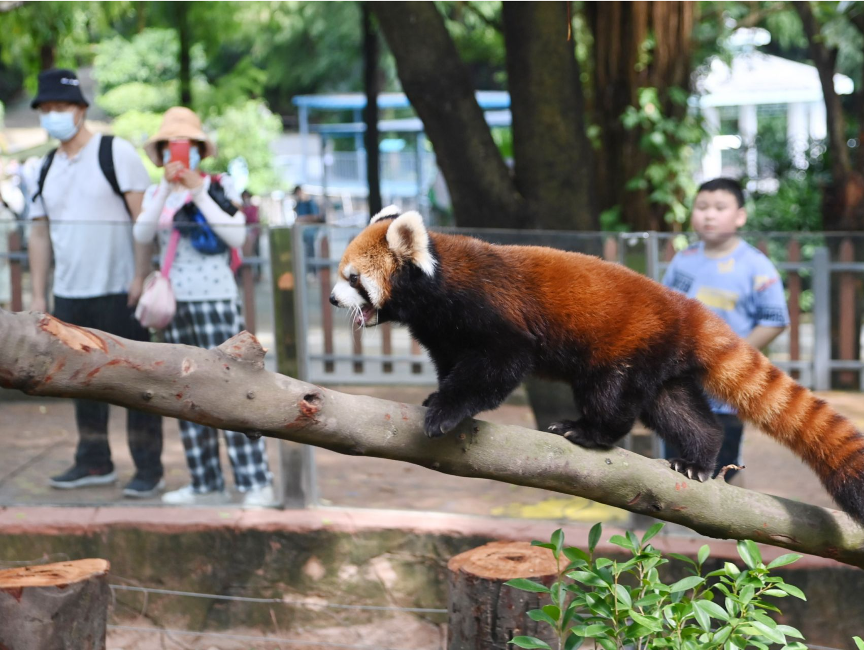 国庆假期，深圳野生动物园这些动物受青睐
