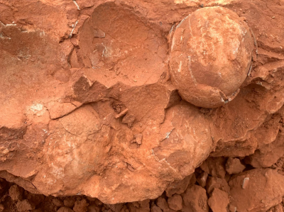 江西发现恐龙蛋化石 距今约7000万年 