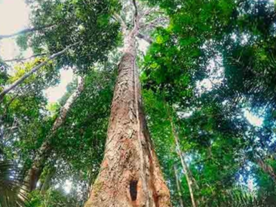 巴西亚马孙地区发现88.5米大树 或为世界最高