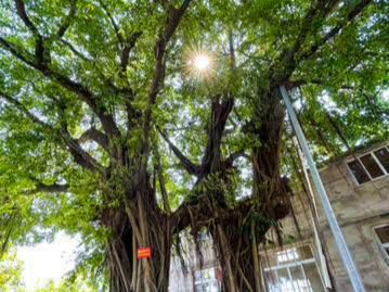 相思木 交缠百年情如故 广州南沙这棵百年连理树见证人间情