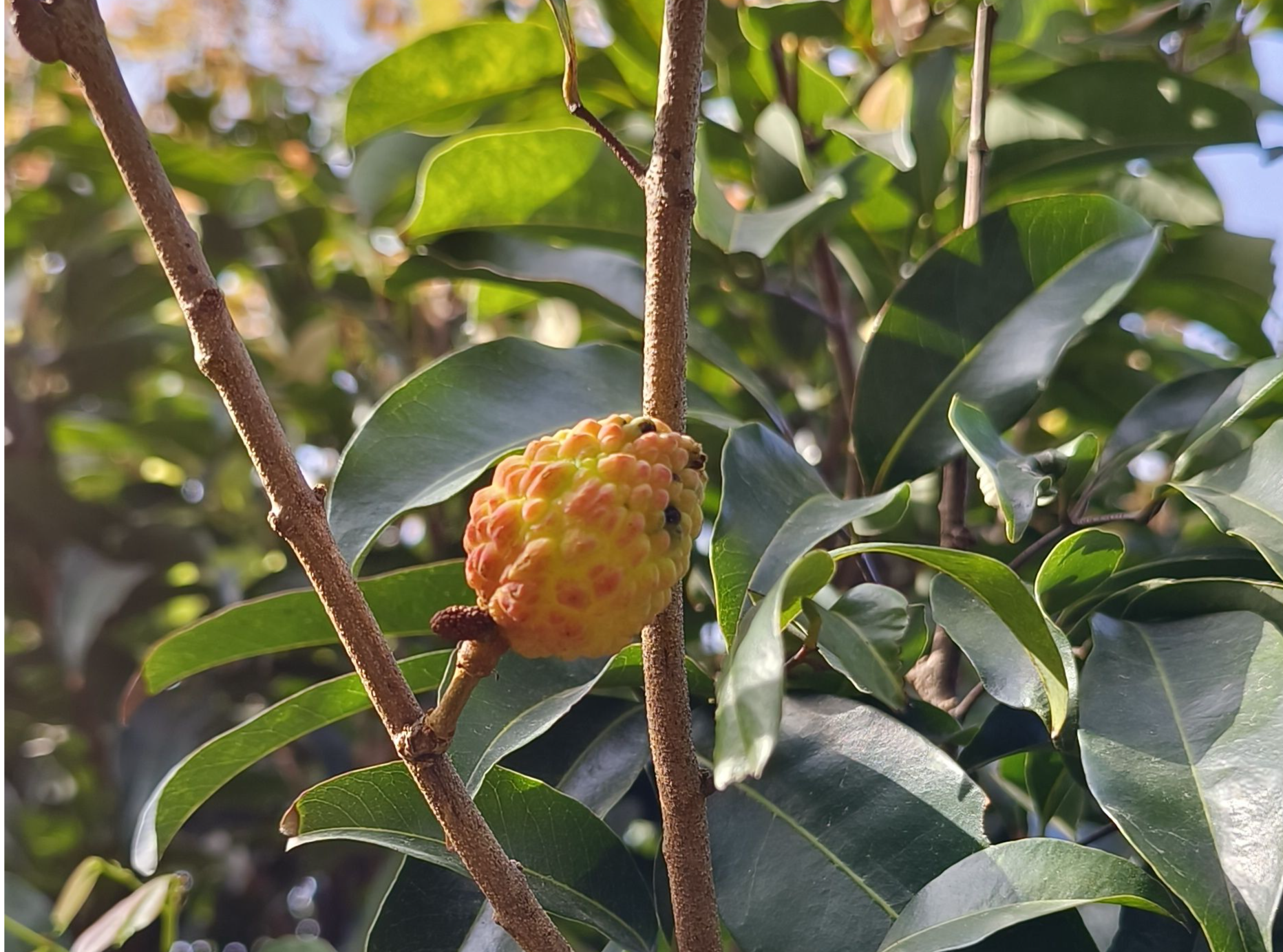 罕见！东莞樟木头观音绿荔枝十月果成熟