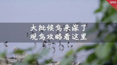 深圳观鸟季开始了