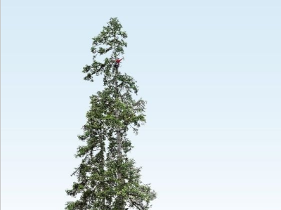 中国第一高树等身照亮相 380岁仍健康生长