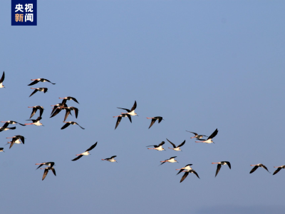 2022年首批冬候鸟已经陆续抵达海南越冬
