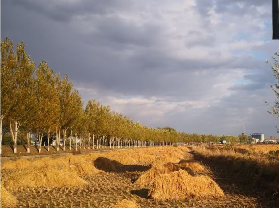 粮食作物已收获11510万亩！黑龙江秋收生产过半