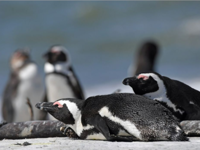 南非近30只非洲企鹅死于禽流感
