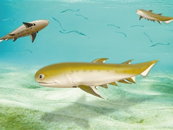 中国学者新研究揭秘“从鱼到人”的关键环节！“五条鱼”填补有颌类3000万年化石记录空白