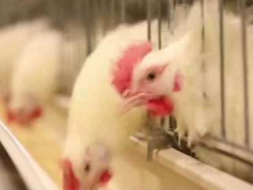 将扑杀34万只鸡！日本现本次禽流感流行季首轮疫情　