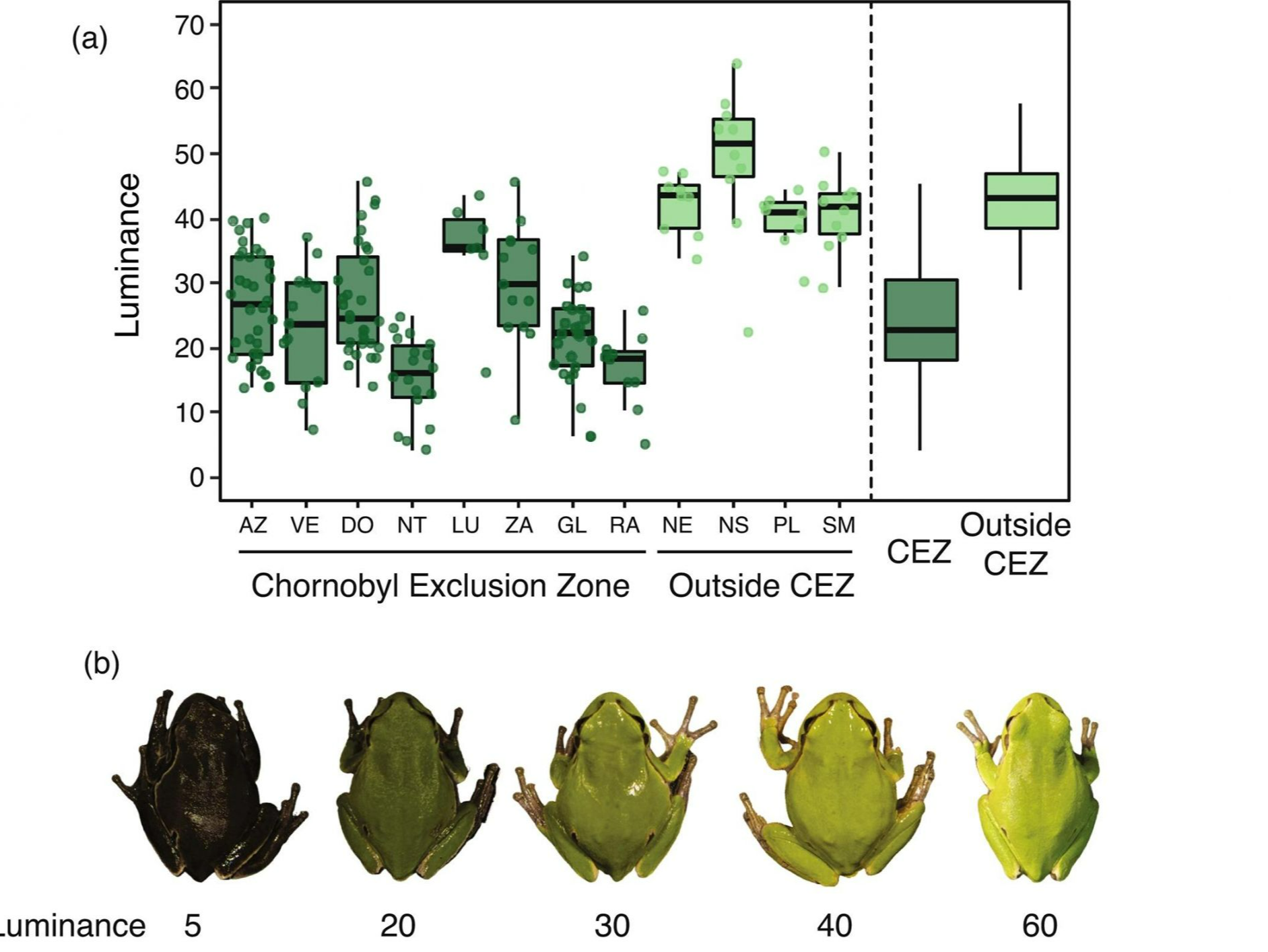 切尔诺贝利的树蛙“变异”：进化正在我们眼前发生
