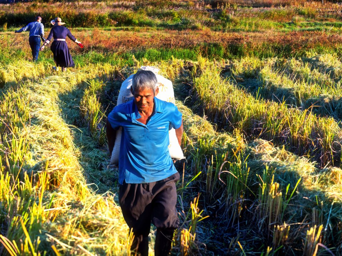 深河共建 圳在帮扶｜河源土厘村万亩优质稻种植示范基地迎来丰收