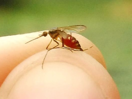 美国研究：体味或决定谁更招蚊子