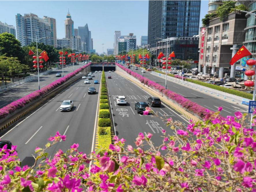 佛山禅城三角梅盛放，紫红“花路”，伴您一路好心情