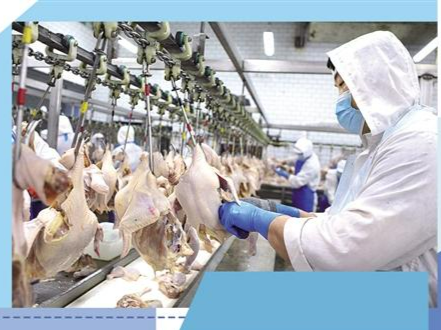 白羽肉鸡新品种产业化提速 打破国外鸡种长期垄断