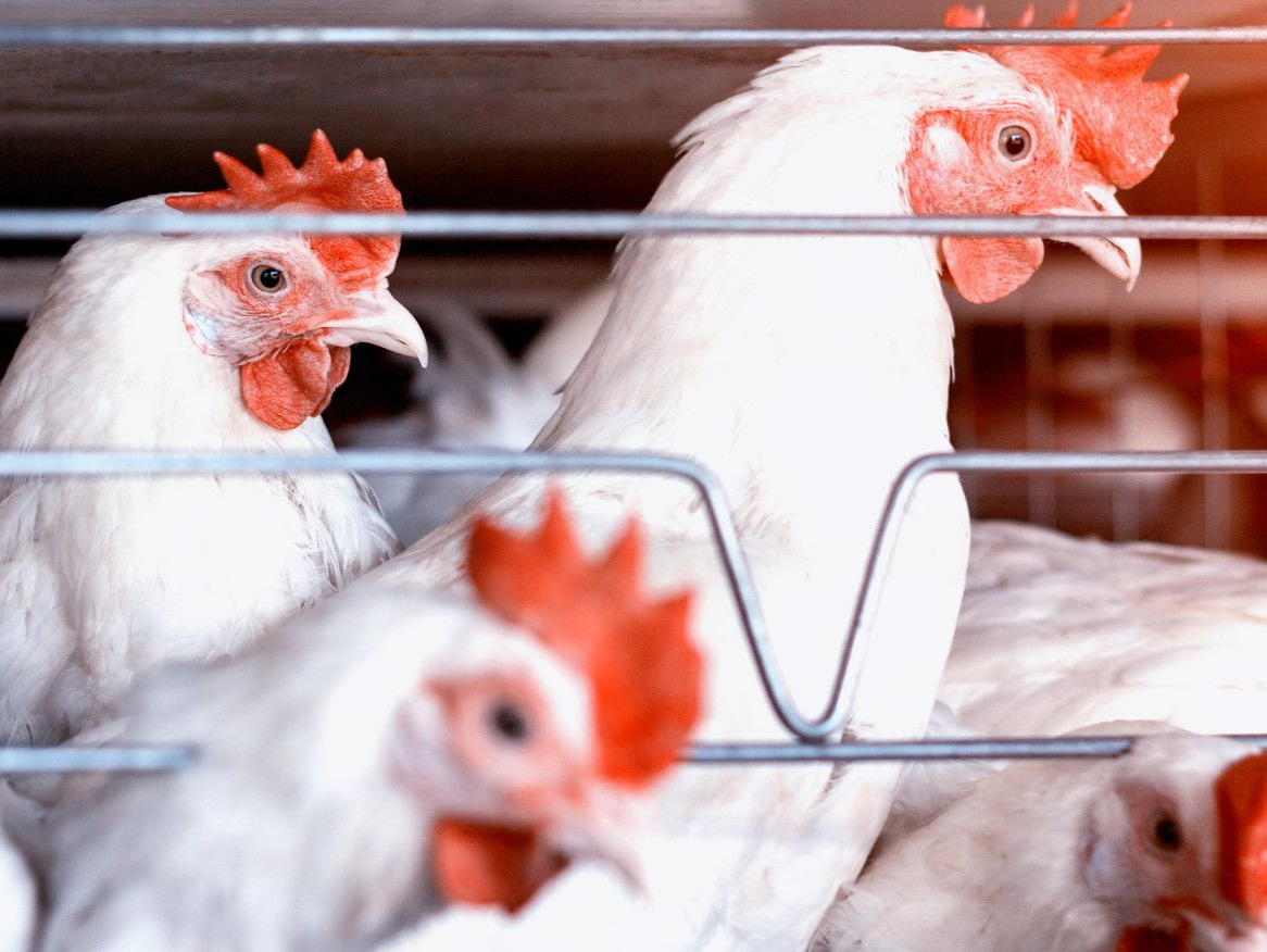 日本现本次禽流感流行季首轮疫情 将扑杀34万只鸡