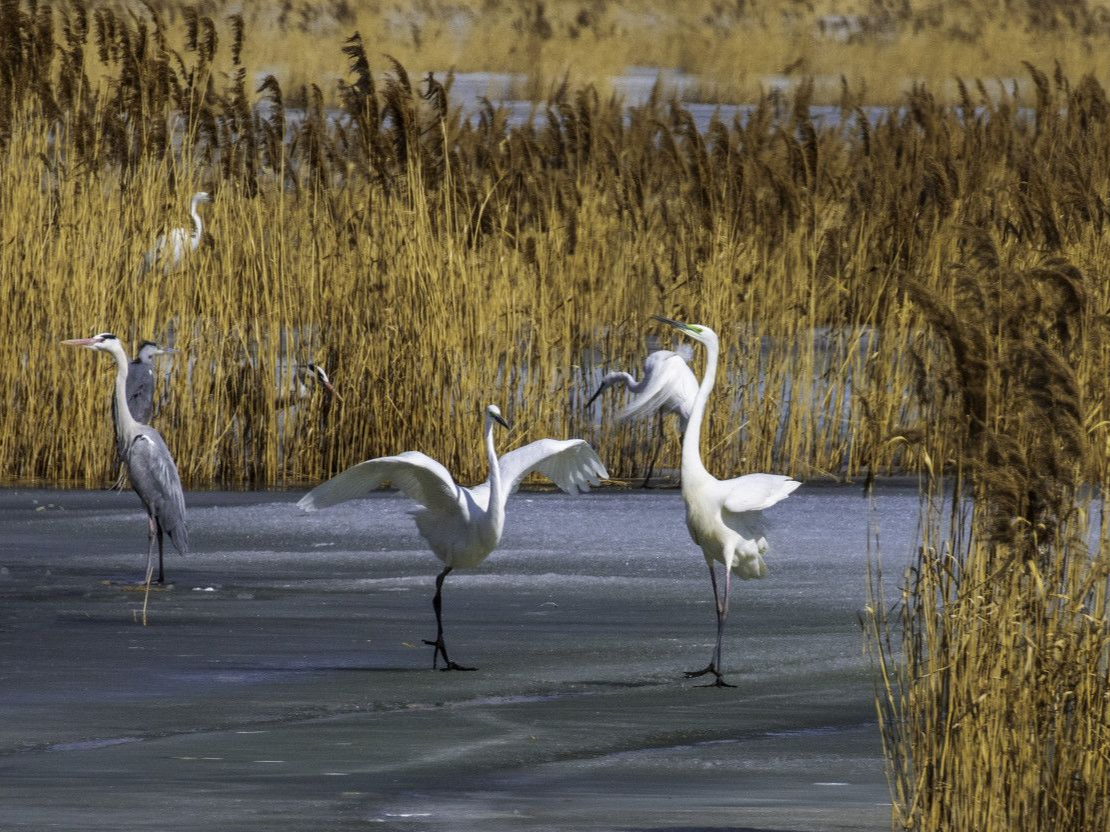生态环境向好 这些湿地成候鸟越冬新站点