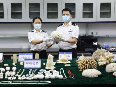 广州海关移交一批违规入境濒危水生野生动物制品