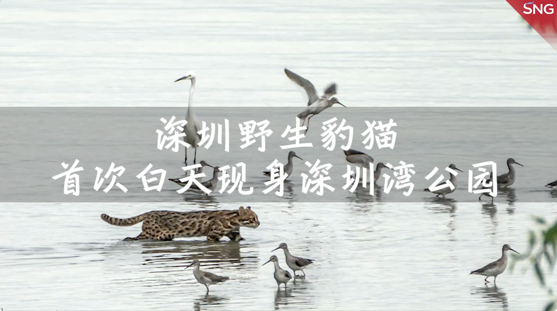 深圳野生豹猫与候鸟罕见同框