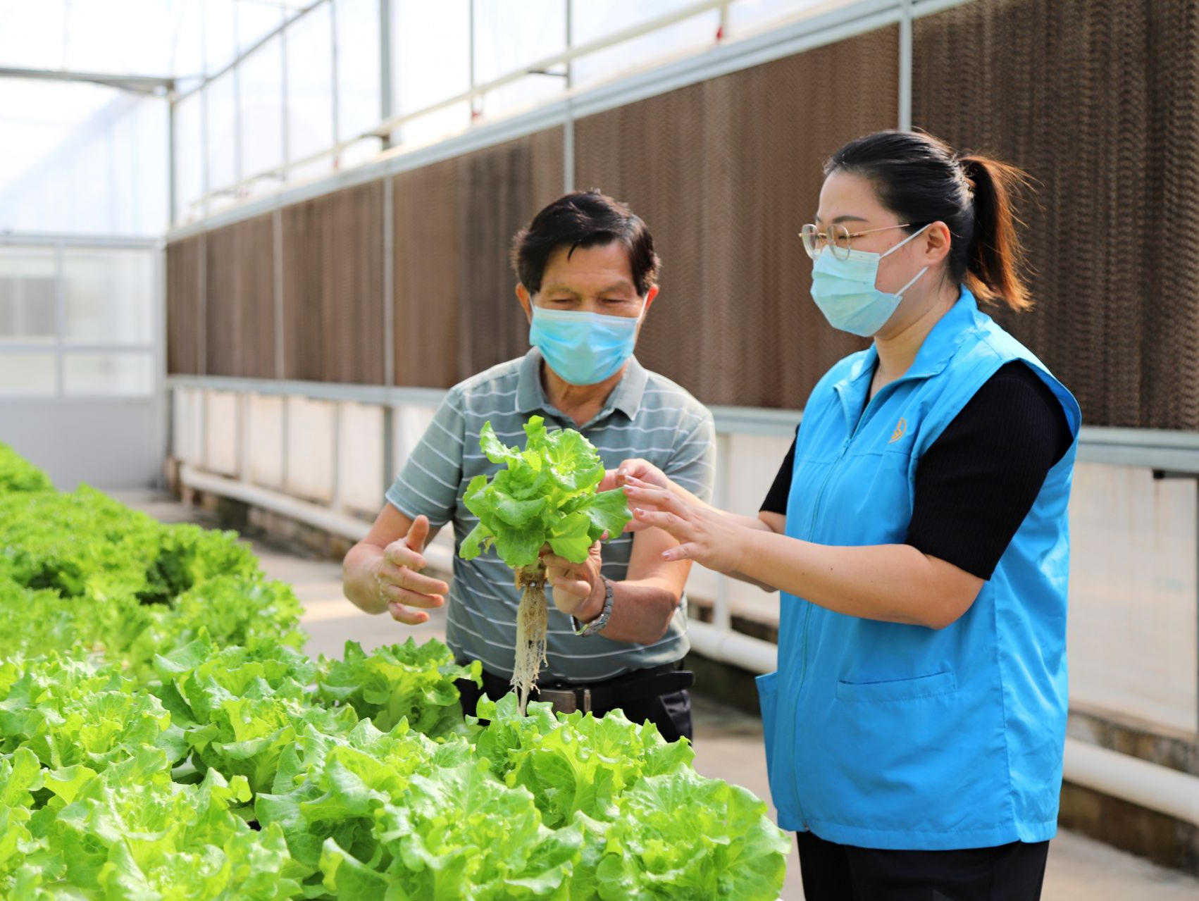 东莞桥头发展无污染蔬菜工厂，助力乡村振兴跑出“加速度”