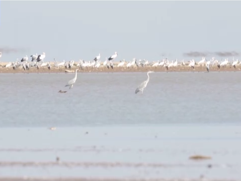 鄱阳湖保护区已监测到52种越冬水鸟 数量超12万只