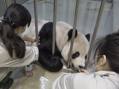 赠台大熊猫“团团”病情加重 台北动物园已申请大陆专家赴台