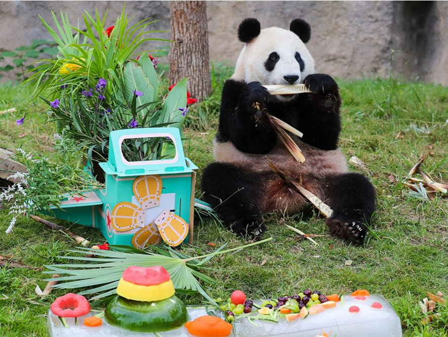 上海三只大熊猫庆生，雪宝和芊金奔向成年体重均超100公斤