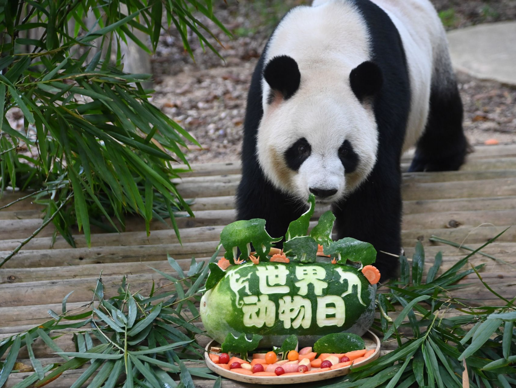 世界动物日，深圳野生动物园大小熊猫乐享节日大餐
