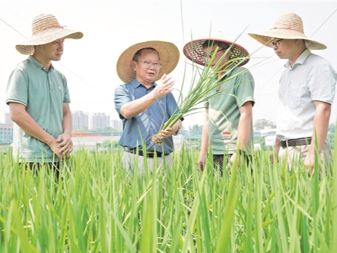 广东丝苗米产业高质量发展 离不开强大的人才支撑