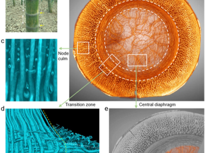 新研究解析出竹节内多级次纤维结构