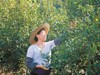 广东油茶进入采摘期，油茶籽产量预计达22万吨