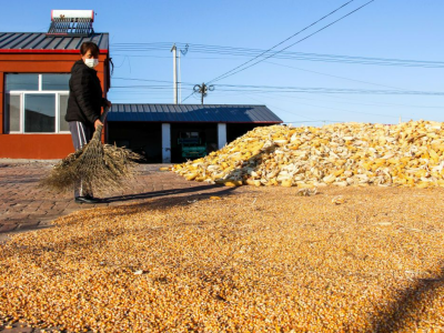 一个县增产4.7亿斤 解开玉米高效增产的“密码”