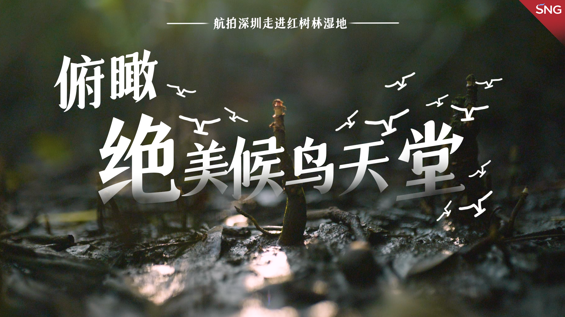 俯瞰绝美候鸟天堂