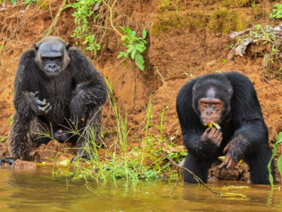 研究报告：黑猩猩或会分享体验