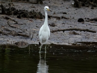 国家一级保护野生动物黄嘴白鹭首次“打卡”大亚湾滩涂