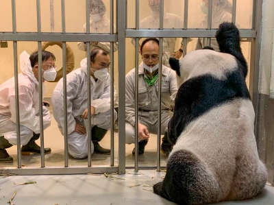 国台办：大熊猫“团团”身体状况在逐步向好