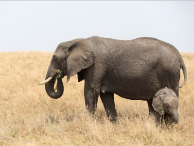 肯尼亚持续干旱 200多头大象死亡