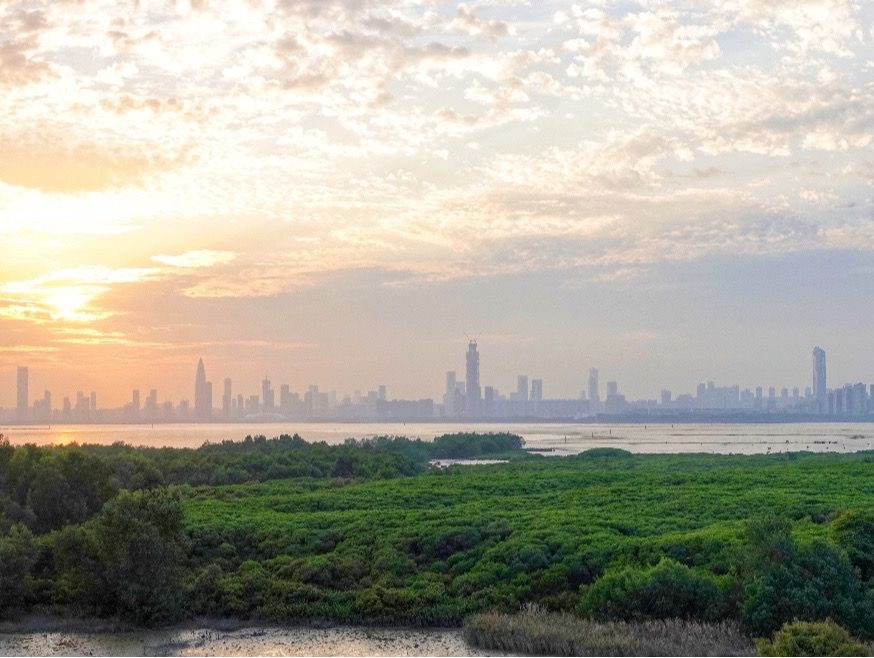 积极履行《湿地公约》，深圳力争2035年建成“国际湿地城市”