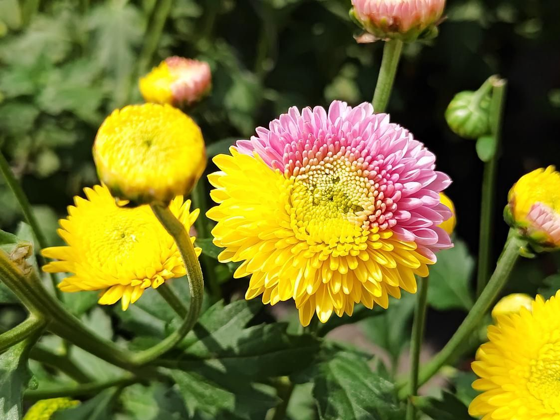 惊艳！2022禅城菊花展出现半粉半黄的“乒乓菊”