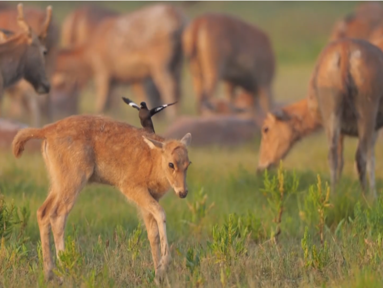 麋鹿种群“迎新”！石首麋鹿国家级自然保护区增加新成员