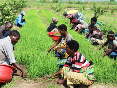 中非农业合作助力布隆迪改善民生
