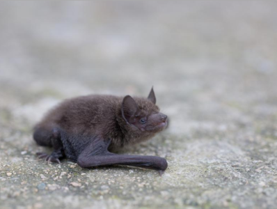 《自然》最新论文：蝙蝠生境变化或促使人畜共患病毒出现