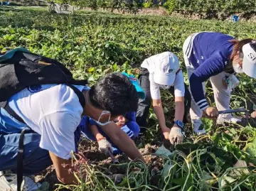 走读深圳｜一起“趣”秋收，在大鹏美丽乡村感受“粒粒皆辛苦”