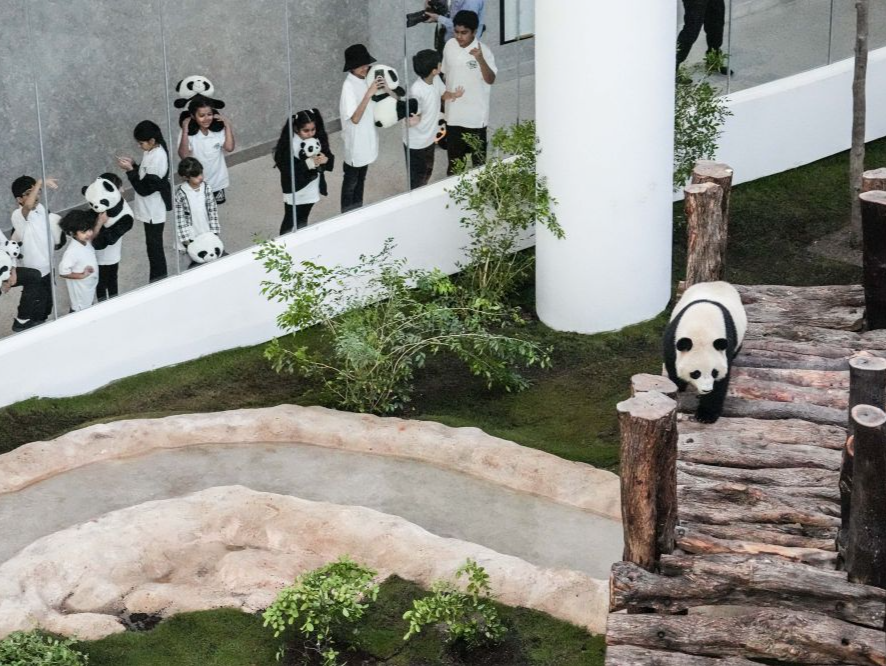 “四海，来嘛”，大熊猫在卡塔尔“听音识老乡”